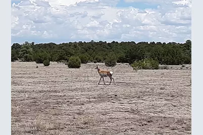 0 Tract C Tbd, Nutrioso, AZ 85932 - Photo 8