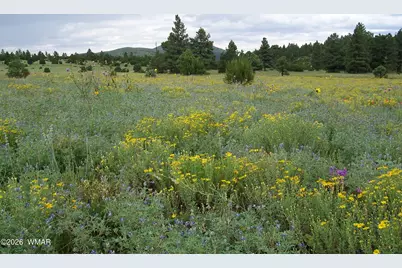 Lot 5 Red Cabin Ranch Unit II, Vernon, AZ 85940 - Photo 2