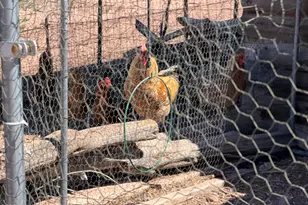 7832 Jacamar Ln, Woodruff, AZ 85942 - Photo 54