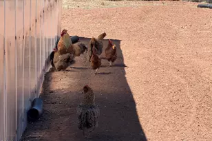 7832 Jacamar Ln, Woodruff, AZ 85942 - Photo 42