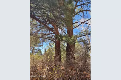 16 County Road N4035, Greer, AZ 85927 - Photo 50