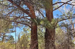 16 County Rd N4035, Greer, AZ 85927 - Photo 50