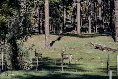 685 Kuhn Road, Pinedale, AZ 85934 - Photo 60