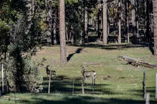 685 Kuhn Rd, Pinedale, AZ 85934 - Photo 60