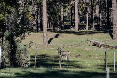685 Kuhn Road, Pinedale, AZ 85934 - Photo 70