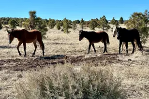2184 N Woods Dr, Overgaard, AZ 85933 - Photo 30