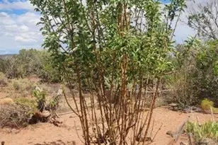 92 Cr N5417, Concho, AZ 85924 - Photo 46