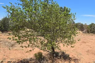 5323 State Route 277, Heber, AZ 85928 - Photo 8