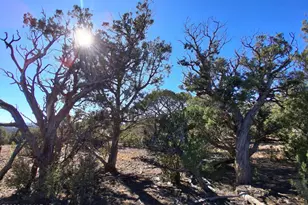 0203 County Rd, Concho, AZ 85924 - Photo 1