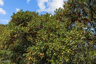 5682 Pine Grove Rd, Santa Paula, CA 93060 - Photo 48