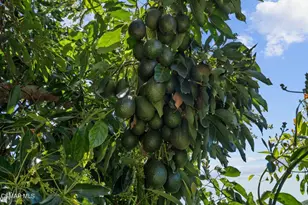 5682 Pine Grove Rd, Santa Paula, CA 93060 - Photo 38