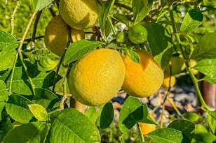 4255 Saddlecrest Ln, Westlake Village, CA 91361 - Photo 36