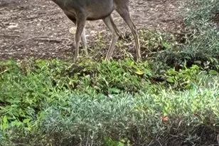 780 Covewood St, Oak Park, CA 91377 - Photo 32