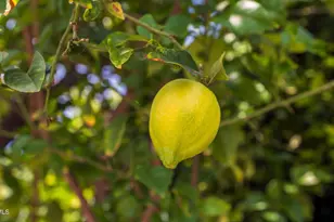 7933 Teesdale Ave, North Hollywood, CA 91605 - Photo 36