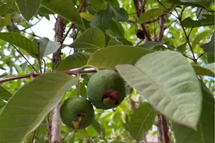 40205 White Leaf, Murrieta, CA 92562 - Photo 28