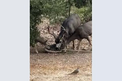 3076 Turnbull Canyon, Hacienda Heights, CA 91745 - Photo 54