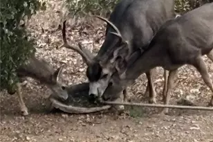 3076 Turnbull Canyon, Hacienda Heights, CA 91745 - Photo 54