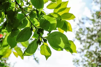 1704 S Date Avenue, Alhambra, CA 91803 - Photo 38