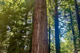 33182 Frog Pond Rd, Little River, CA 95456 - Photo 12