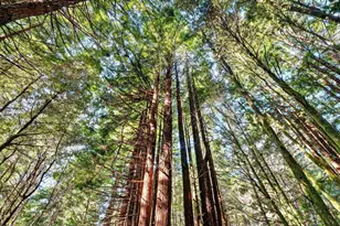 19400 Dorffi Rd, Fort Bragg, CA 95437 - Photo 38