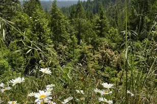 40401 Little River-Airport Rd, Little River, CA 95456 - Photo 48