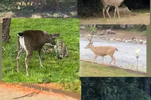 31400 Sherwood Rd, Fort Bragg, CA 95437 - Photo 8