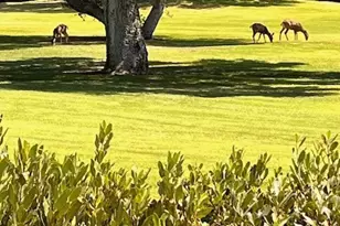 2040 Whitebluff Dr, San Dimas, CA 91773 - Photo 4