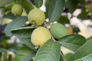 218 W Gardner, Long Beach, CA 90805 - Photo 40