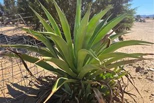 83415 Amboy Rd, 29 Palms MCB, CA 92277 - Photo 32