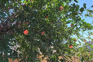 2530 Ganahl, Los Angeles, CA 90033 - Photo 12