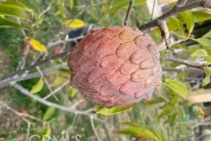 7908 Zona Ct, Riverside, CA 92507 - Photo 40