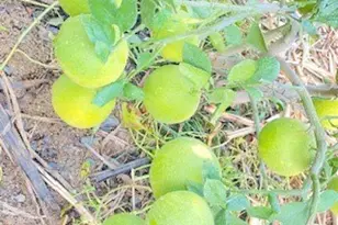 7908 Zona Ct, Riverside, CA 92507 - Photo 38