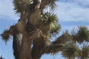 63737 Gemini Rd, Joshua Tree, CA 92252 - Photo 20
