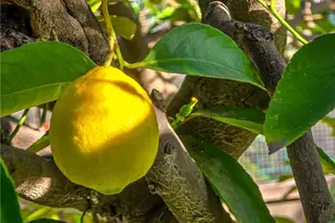 2244 N La Paz, Claremont, CA 91711 - Photo 60