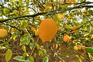 1239 Mallorca, Upland, CA 91784 - Photo 30