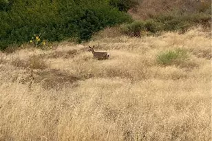 17160 Gray Pine Pl, San Bernardino, CA 92407 - Photo 34