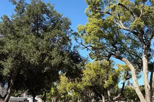 209 Carlton, Pasadena, CA 91103 - Photo 12