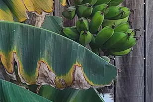 1934 Vineyard, Los Angeles, CA 90016 - Photo 32