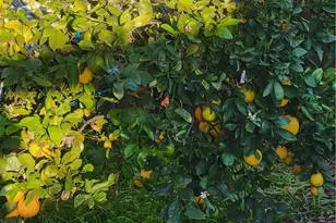 1934 Vineyard, Los Angeles, CA 90016 - Photo 30