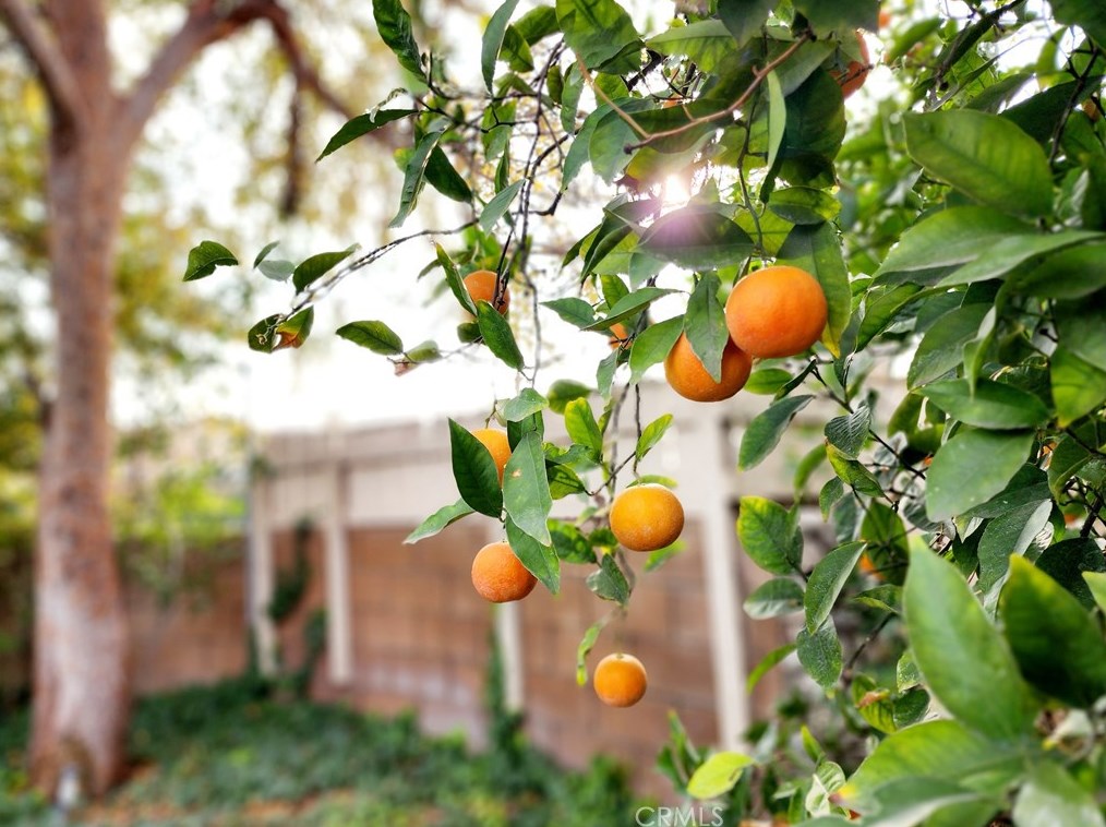 183 Jackson Rd, San Bernardino CA  92408-4103 exterior