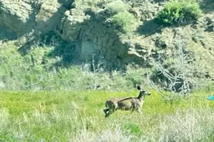 41346 Coalinga Mineral Springs Rd, Coalinga, CA 93210 - Photo 64