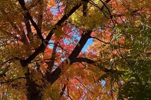 43656 Crystal Cave Cir, Coarsegold, CA 93614 - Photo 44