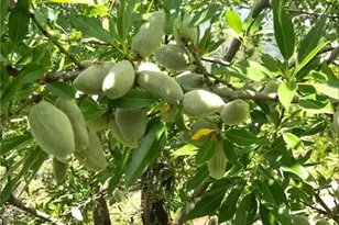 6132 Chowchilla Mountain, Mariposa, CA 95338 - Photo 52