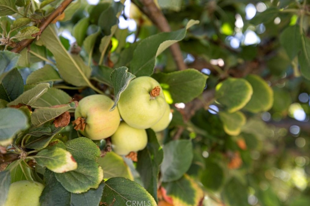 16326 San Jose St, San Fernando, CA 91344