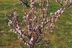 9878 Wilson Ranch, Phelan, CA 92371 - Photo 26