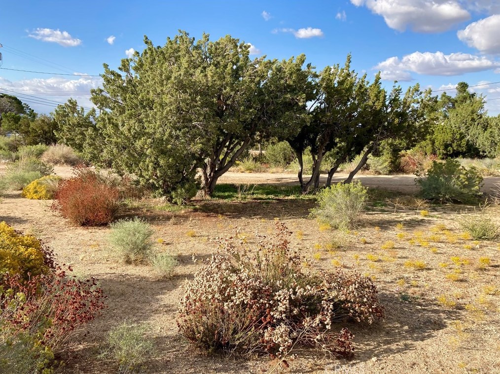 10025 Mountain Rd, Pinon Hills CA  92372-9393 exterior