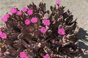 5124 Luna Rd, Phelan, CA 92371 - Photo 52