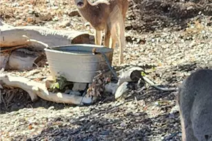 5180 Lone Pine Canyon, Wrightwood, CA 92397 - Photo 44