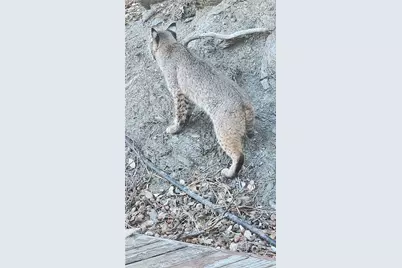 5180 Lone Pine Canyon, Wrightwood, CA 92397 - Photo 46