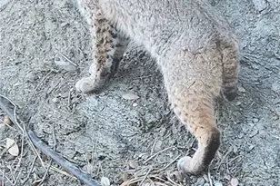 5180 Lone Pine Canyon, Wrightwood, CA 92397 - Photo 46